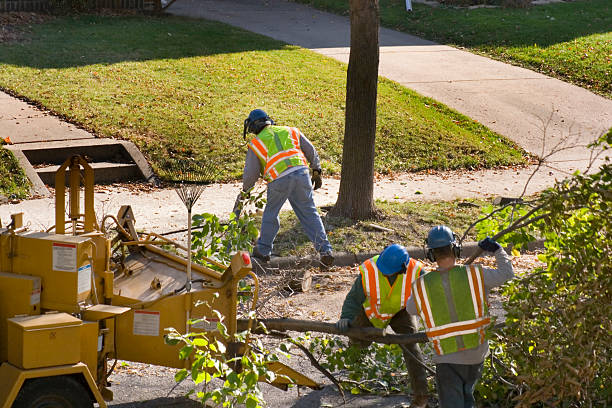 Best Hazardous Tree Removal  in Belleair Beach, FL